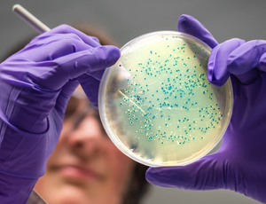 Bacteriologia Aplicada à Biotecnologia em Saúde